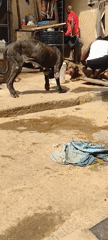 Man with dogs captured in residential compound, Jos Nigeria