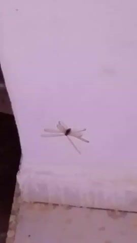 A small, winged insect is clinging to a white, textured surface. The insect appears to have a dark body and translucent wings. It is positioned slightly off-center in the frame. The surface it is on is rough and appears to be the corner of a wall or structure, with a darker area visible to the left. The lighting is dim.