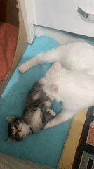White cat grooms tabby kitten in Çekmeköy, Turkey