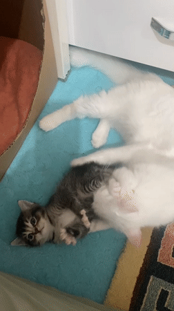 White cat grooms tabby kitten in Çekmeköy, Turkey