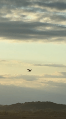 Bird spotted flying over rural Dyuni countryside