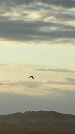 Bird spotted flying over rural Dyuni countryside