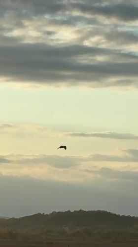 Bird spotted flying over rural Dyuni countryside