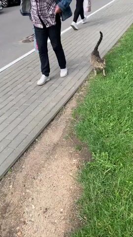 A person walks on a paved sidewalk next to a grassy area. A tabby cat walks on the grass parallel to the person. A green car drives past in the background.