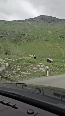 The video, shot from the perspective of someone inside a vehicle, shows a winding road with a grassy mountainside on the left. Several cows are grazing on the mountain slope. The weather appears overcast, and the mountain is covered in green grass with patches of rocks. A road marker with white and black stripes is visible on the side of the road. The camera is focused on the cows and the mountain.