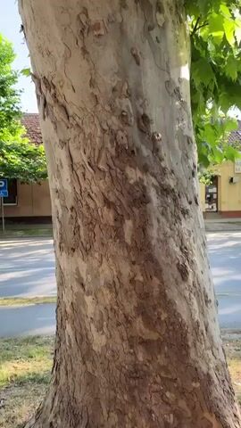 The video displays an upward pan along the trunk of a large tree. The tree features distinctive light-colored, mottled bark with peeling sections that reveal lighter patches underneath. The pan begins near the base of the trunk, showing a grassy patch, a paved area, a blue parking sign, and portions of buildings with light-colored walls and a terracotta-tiled roof in the background. As the camera moves vertically, it showcases the full extent of the trunk's texture, knots, and irregularities, eventually reaching the dense green canopy of the tree, with sunlight filtering through the leaves.