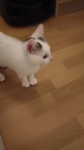 A white kitten with black markings on its head and body walks across a wooden floor. The kitten turns and looks towards a black object and a shelf with boxes and a cable.