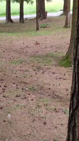 A person is filming a park with trees and pinecones on the ground. In the distance, a small deer can be seen.