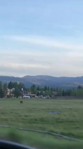 A video captures a rural landscape with a cow grazing in a green field. In the background, trees and buildings are visible, with mountains forming the backdrop under a bright sky. The camera appears to be moving, suggesting the footage was filmed from a vehicle.