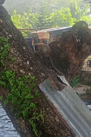 Morning scenes captured at Geundring nature site with monkeys, visitors