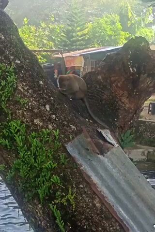 The video, shot in portrait orientation, shows a monkey perched on a large tree trunk. The monkey, which is brown and has a long tail, is facing to the left of the frame, appearing to be eating something it holds in its paws. The tree trunk is thick and textured, with green moss and small plants growing on it. To the right of the trunk, a piece of corrugated metal sheeting is visible, also resting on the tree. In the background, out of focus, there are hints of lush green foliage and what appears to be a building with colorful elements. The lower portion of the frame shows rippling water, suggesting the tree is situated near a body of water. The lighting indicates it is daytime, possibly with soft sunlight filtering through trees.