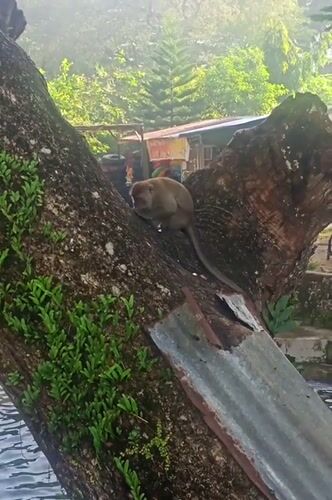 Morning scenes captured at Geundring nature site with monkeys, visitors