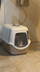 Calico cat exits hooded litter box in Bahía Blanca