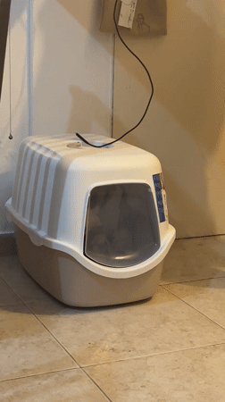 Calico cat exits hooded litter box in Bahía Blanca