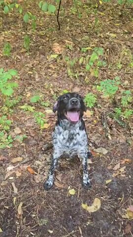 A black and white spotted dog is sitting in a forest setting. The dog has its mouth open and appears to be barking or panting. The ground is covered in leaves and pine needles, and there are green plants in the background. The camera is positioned low to the ground, looking up at the dog.
