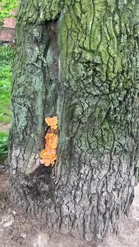 A close-up video pans down the rough, grey-brown bark of a large tree. A vertical split in the bark, partially covered in green moss, reveals a cluster of bright orange and yellow shelf fungi growing within the crevice. The fungi appear layered and somewhat fleshy, with distinct individual caps. A thin green vine or stem hangs down from above, passing through the split in the bark near the fungi. The background is blurred, showing hints of green foliage and a brick structure. The lighting suggests an outdoor environment, likely during the day.