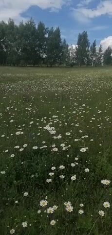 This media file depicts a wide shot of a vast meadow filled with white daisies and green grass. A line of trees forms the background, bordering the meadow. The sky above is partly cloudy. The camera pans slowly across the scene, giving a sense of the expansive nature of the meadow. The lighting suggests it is daytime, possibly late morning or afternoon. There is no visible text in the media file. The overall mood is serene and natural, evoking a sense of peace and tranquility. The setting appears to be a rural landscape, consistent with the provided location context of Lagerevo, Russia. There are no people or specific objects that are the primary focus, other than the natural elements of the flowers, grass, and trees. The activity is simply the gentle movement of the camera through the natural environment.