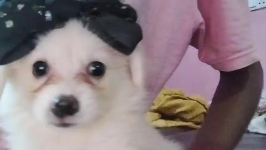 This is a short video clip of a white puppy with a black bow on its head. The puppy is looking directly at the camera with large, dark eyes. Its fur is fluffy, and it has brown markings around its eyes. The background is blurred, but it appears to be an indoor setting with a pink wall and some patterned fabric on the right side of the frame. A person wearing a pink shirt is partially visible on the right, holding or sitting next to the puppy. The lighting suggests it might be daytime, possibly indoors. The overall mood conveyed by the puppy's expression is one of curiosity and perhaps a touch of shyness. No text is visible in the video.