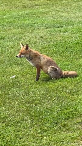 A medium shot captures a fox sitting in a grassy area. It is reddish-brown and has a long bushy tail. After a moment, the fox stands and walks away towards a picnic table. The grass is well-maintained. The sun is shining.