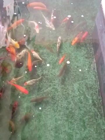 The video shows a close-up view of an aquarium filled with various koi fish. The water is clear and bubbles are visible, suggesting an aeration system. The background of the aquarium is a textured green material, possibly a mat or a painted surface designed to resemble aquatic plants. The fish, varying in color and pattern, swim throughout the tank. Some are predominantly orange, while others have black and white markings. The lighting appears to be from above, casting some reflections on the water's surface. The camera is positioned to provide a relatively steady view of the underwater scene.