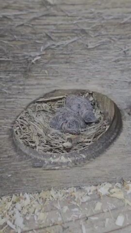 The video shows a close-up view of a bird's nest containing two baby birds. The nest is made of straw and twigs and is situated in a circular opening in a wooden surface. The baby birds are very small and covered in downy feathers. They appear to be sleeping or resting. The background is a textured wooden surface, possibly a wall or floor, with some wood shavings scattered around. The lighting is dim and natural, suggesting the scene is indoors or in a shaded area. The camera is positioned slightly above the nest, looking down.