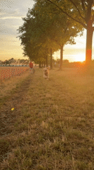 Golden hour dog walk along a wheat field path in Poing