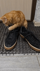 Orange tabby investigates a pair of unlaced black sneakers