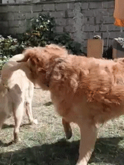 Dogs playing in a Nairobi backyard on an August morning