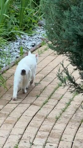 A white cat with a gray tail walks away from the camera on a brick path. There is lush green vegetation to the left and right of the path. The cat walks behind a green bush and disappears from view.