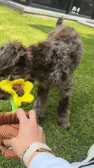 Dog plays with toys in Mexican backyard playtime session