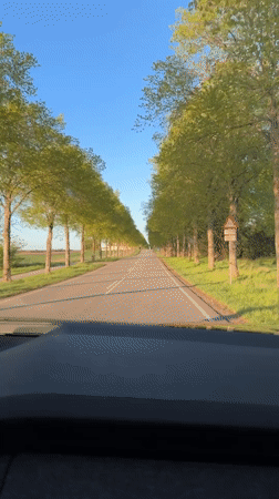 Driver records journey through tree-lined rural road in Roskilde