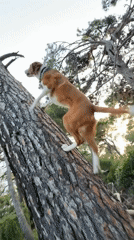 Leashed dog with bandana climbs down tree in Montenegro park