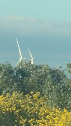 The video shows two white wind turbines with their blades spinning in the distance, partially obscured by green trees and yellow flowers in the foreground. The sky is a clear blue with a few wispy clouds.