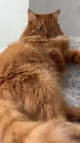 A fluffy orange cat with green eyes lies on its back on a bed with a white and gray floral pattern. It has its paws crossed over its belly. The cat stares directly at the camera with a sleepy expression. The background is a blurry white wall.