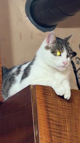 Cat spotted in multiple moments during Silistra afternoon