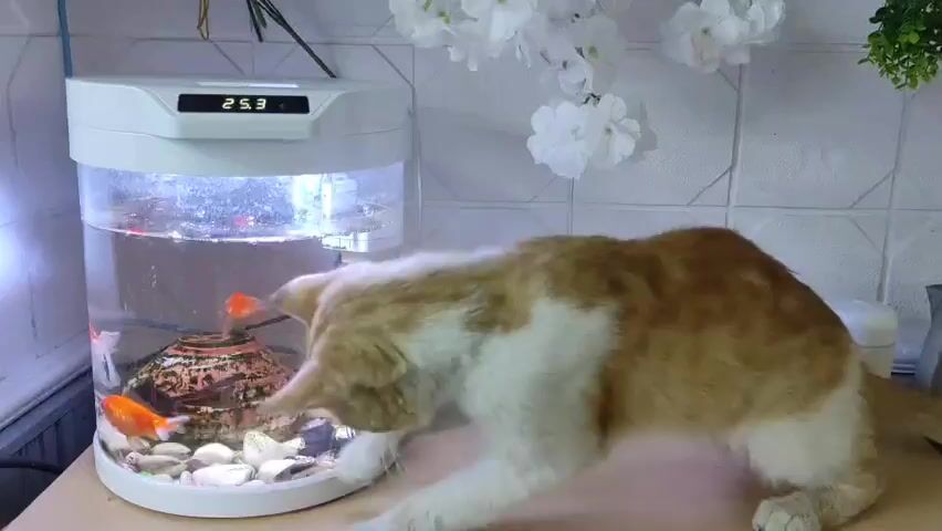 A ginger and white cat cautiously approaches a small, round fish tank containing several goldfish. The fish tank has a white lid with a digital display showing "25.3". Inside the tank, there is a decorative rock and some aquatic plants. The cat is on a table or counter, which appears to be a kitchen or similar indoor setting. The background shows a tiled wall and some decorative white flowers. The cat is focused on the fish, its body low to the ground in a curious, stalking posture. The lighting is bright.