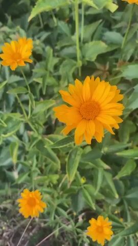 This video shows a close-up view of several yellow flowers with green leaves in the background. The flowers appear to be growing in a garden or natural setting. The camera pans slightly, providing different perspectives of the flowers and their surroundings.