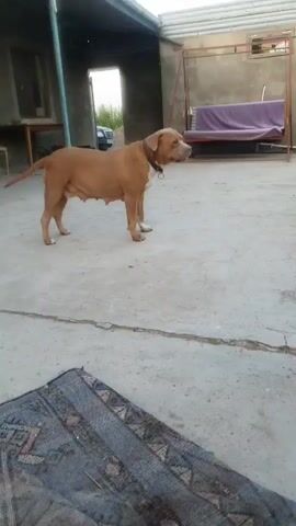 The video opens with a medium shot of a tan dog, possibly a pit bull mix, standing on a concrete patio. The dog has a noticeable distended belly, indicating it may be pregnant. A blue sky is visible in the background. The dog is facing right, its head slightly turned towards the camera. The patio appears to be an outdoor area, possibly a backyard, with a covered structure on the left side of the frame. A metal swing set with a purple cushion is visible in the background on the right. A patterned rug or mat is laid out on the patio in the foreground. The camera then transitions to a low-angle shot of a kitten perched on a rusty horizontal pipe, which is supported by a wire fence. The kitten is small and appears to be a tabby. It is looking downwards, towards the camera. The sky is a clear blue behind the kitten and the fence. The video concludes with a final shot of the kitten on the pipe, still looking down.