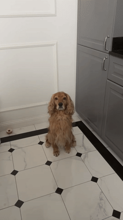 A cocker spaniel's morning at home and out on the streets