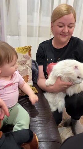 A woman is holding a white cat in her arms. The cat is fluffy, and it seems a little grumpy. The woman is smiling and looking at the cat. A toddler is sitting on the couch next to the woman and reaching out towards the cat. The room appears to be a living room. There is a cushion on the couch. The woman is wearing a black t-shirt. The toddler is wearing a pink shirt and green pants.