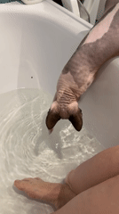 Sphynx cat's afternoon at home — bathtub, beds, and playtime
