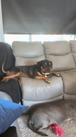 Dogs lounging at home, plus a Ukrainian solidarity graphic