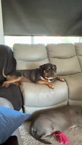 The video shows a Rottweiler dog lying on a recliner sofa. The dog is facing the camera and looking directly at it. Another dog, a pit bull, is lying on the floor in front of the sofa, partially visible. The scene appears to be indoors, with a window in the background and blinds covering it. The lighting suggests it is daytime.