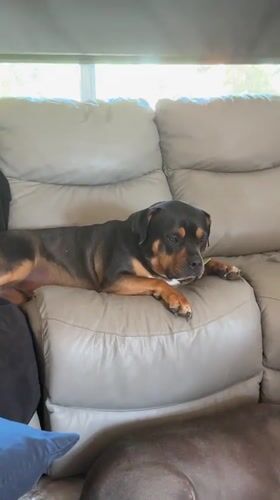 Dogs lounging at home, plus a Ukrainian solidarity graphic