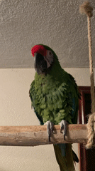 Green parrot with red markings spotted on branch in Mexico City