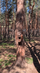 Morning walk through a pine forest with wildlife and a dog