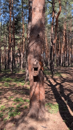 Morning walk through a pine forest with wildlife and a dog