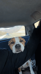 Driver lets dog rest on arm while driving in Bulgaria