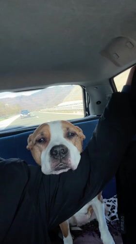 Driver lets dog rest on arm while driving in Bulgaria