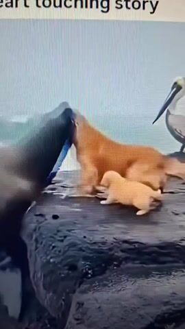 A video shows a seal pup on a rocky shore. A wave crashes onto the shore, nearly reaching the seal pup. A pelican stands on a rock to the right of the seal pup. The pelican appears to be looking at the seal pup. The background is a cloudy sky and the ocean. The video is of low quality and appears to be a recording of a screen. Text at the top of the screen reads "heart touching story."